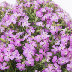 Saponaria - Bressingham Pink
