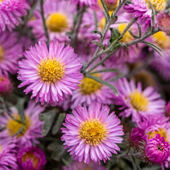 Aster - Sarah Ballard