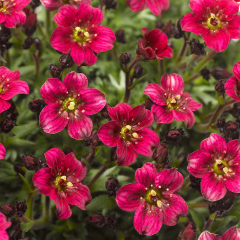 Saxifrage - Alpino Deep Rose