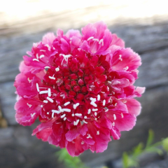 Scabiosa (Scabious) 'Scoop Marshmallow'