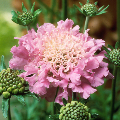 Scabiosa - Pink Mist