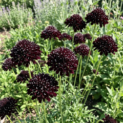 Scabiosa - Scoop Blackberry