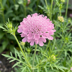 Scabiosa - Scoop Marshmallow