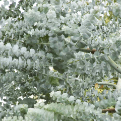 Eucalyptus - Silver Dollar