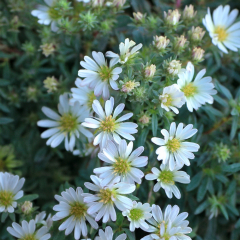 Aster - Snowflurry