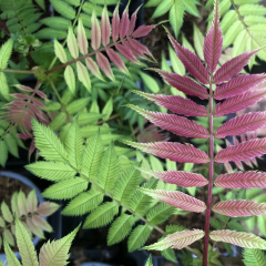 Sorbaria (False Spiraea) 'Crimson Feathers'