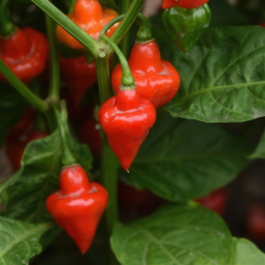 Chilli Pepper - Spinning Tops