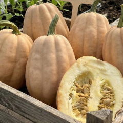 Squash 'Baked Potato'