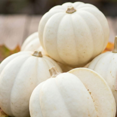 Squash - Mashed Potato