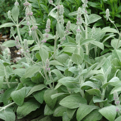 Stachys - Silver Carpet