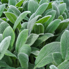 Stachys - Silver Carpet