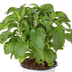 Stevia - Sweety