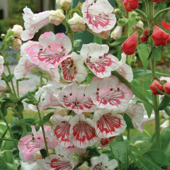 Penstemon - Strawberries and Cream