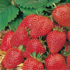 Strawberry - Elan