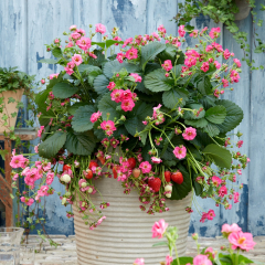 Strawberry 'Summer Breeze Cherry'