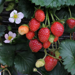 Strawberry - Roman