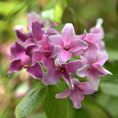 Jasmine - Starry Starry Summer Scent