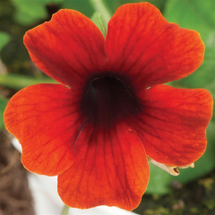 Thunbergia - Sunny Susy Brownie