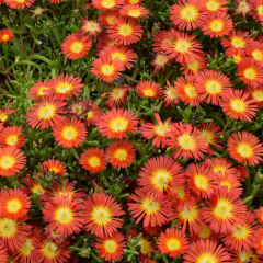 Delosperma - Suntropics Red
