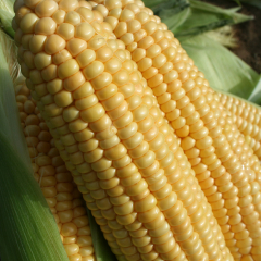 Sweetcorn - Goldcrest