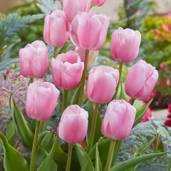 Tulip - Synaeda Amor