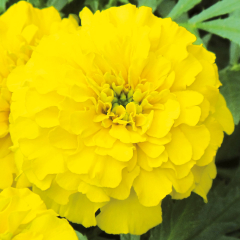 Tagetes - Texana Yellow
