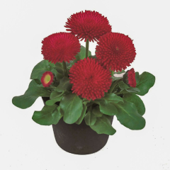 Bellis - Tasso Red