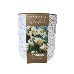 Narcissus Stone Indoor Planter