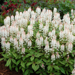 Tiarella (Foamflower) 'Spring Symphony'