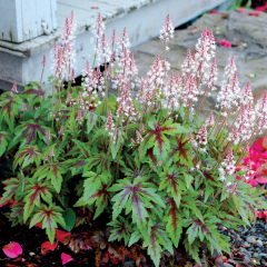 Tiarella (Foam Flower) 'Sugar & Spice'