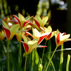 Tulip 'Tinka' 10 x Bulbs