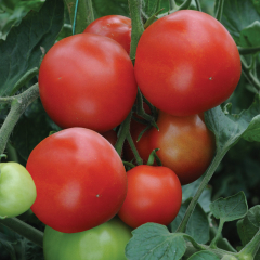 Tomato - Alicante