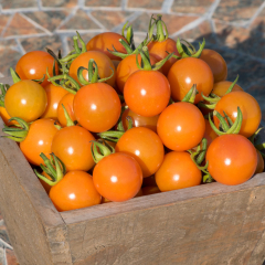 Cherry Tomato - Honeycomb