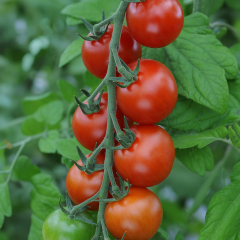 Tomato - Maisey