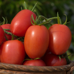 Tomato - Nangina