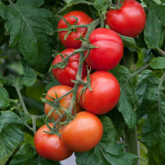 Tomato - Shirley