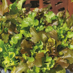 Lettuce - Tri Mixed