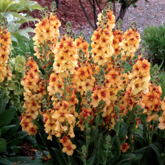 Mullein 'Honey Dijon'