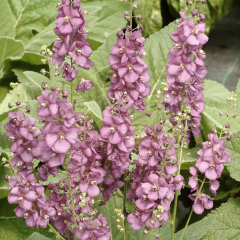 Verbascum - Rosetta