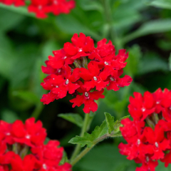 Verbena 'Peruviana'