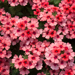 Verbena - Showboat Mango Orange