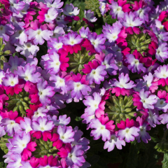 Verbena - Sparkle Purple Blues