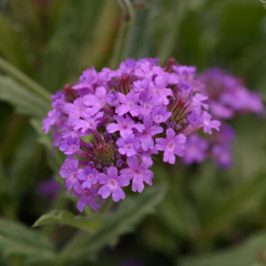 Verbena - Santos Purple