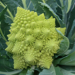 Cauliflower - Veronica