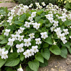 Viola (Violet) 'Albiflora'