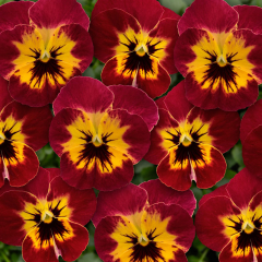 Pansy - Ice Babies Scarlet Fire