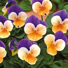 Pansy - Twix Apricot Azure Wing
