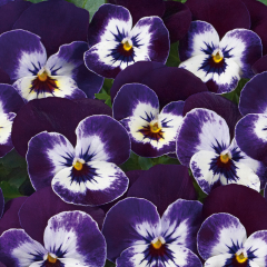Pansy - Twix Purple Face