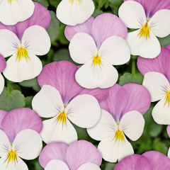 Pansy - Twix White Pink Wing