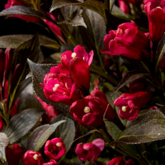 Weigela - Electric Love